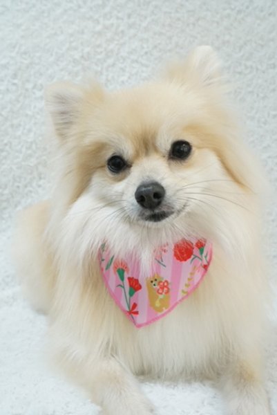 画像4: デザインバンダナ　カーネーション（SSのみ）　１０枚セット (4)