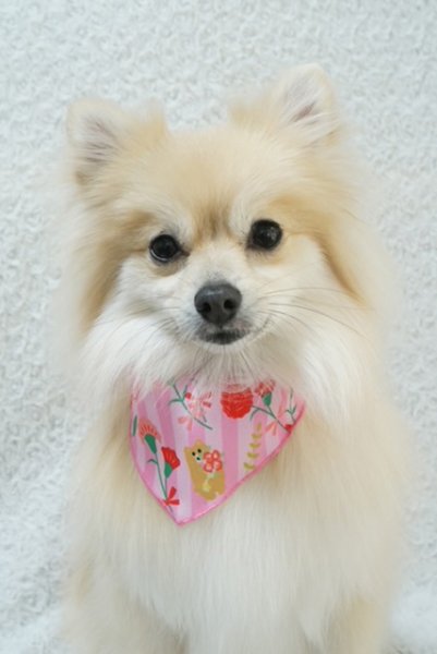 画像3: デザインバンダナ　カーネーション（SSのみ）　１０枚セット (3)