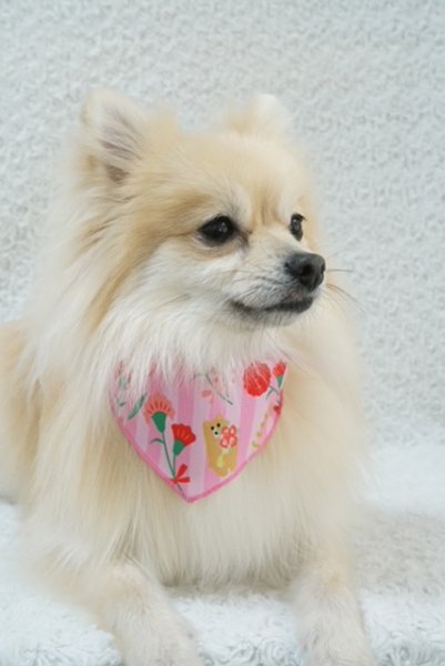 画像2: デザインバンダナ　カーネーション（SSのみ）　１０枚セット (2)