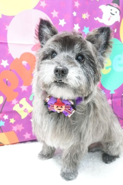 画像2: フォトグラフィーシート パープルハロウィン (2)