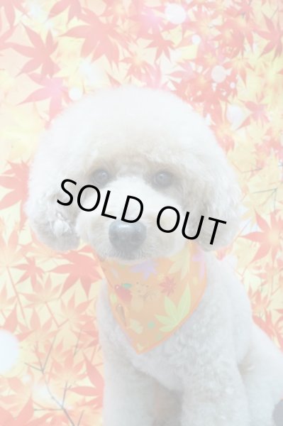 画像2: フォトグラフィーシート　もみじ (2)