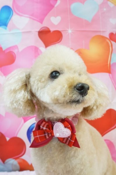 画像2: フォトグラフィーシート バレンタイン (2)