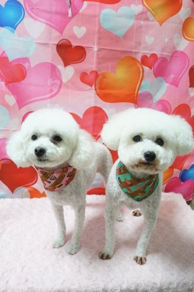 画像3: フォトグラフィーシート バレンタイン (3)