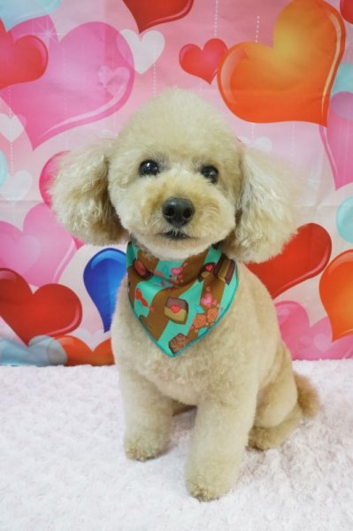 画像4: フォトグラフィーシート バレンタイン (4)