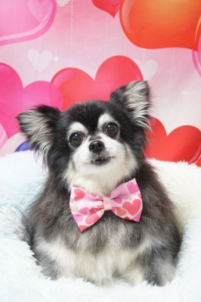 画像2: アジャスタブルチョーカー（16）ハート (2)