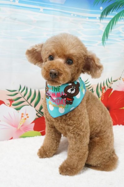 画像3: フォトグラフィーシート サマー (3)