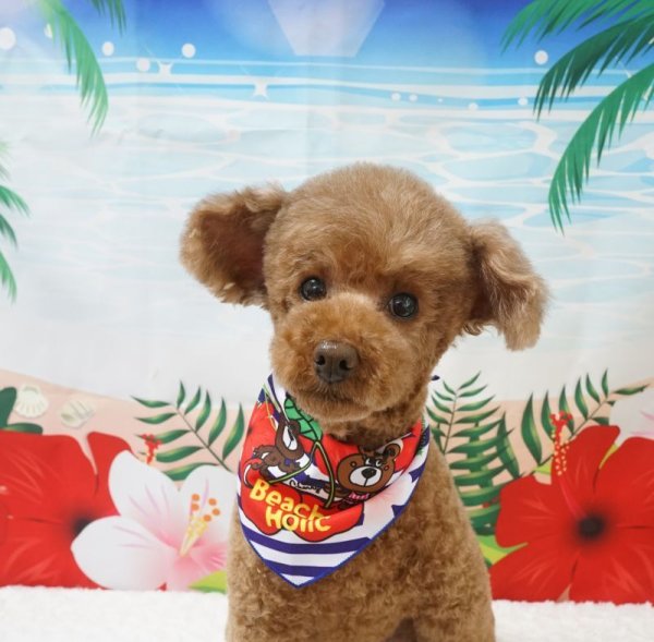 画像4: フォトグラフィーシート サマー (4)