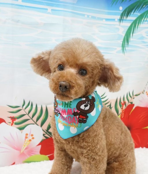 画像5: フォトグラフィーシート サマー (5)