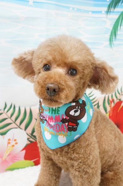 画像2: デザインバンダナ　サワーベー君　１０枚セット (2)