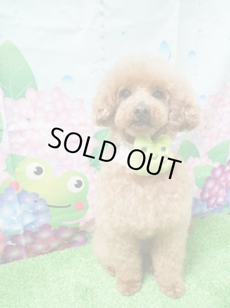 画像2: ケロちゃんチョーカー（輪S）10本セット (2)