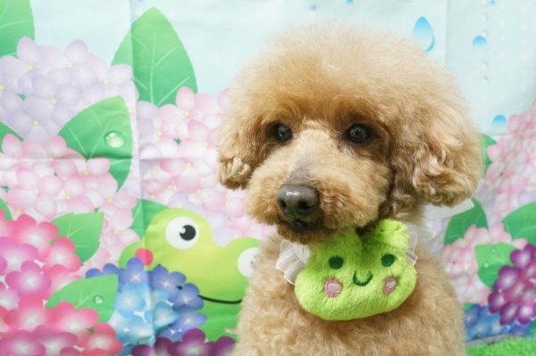 画像3: ケロちゃんチョーカー（輪S）10本セット (3)