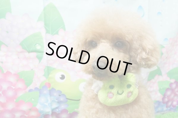 画像3: ケロちゃんチョーカー（輪S）10本セット (3)