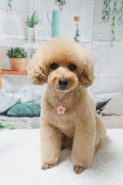 画像4: フォトグラフィーシート　GreenLife (4)