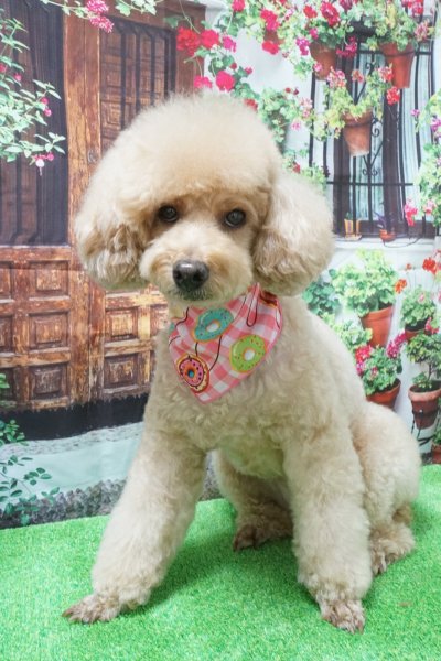 画像2: フォトグラフィーシート 白い壁の家 (2)