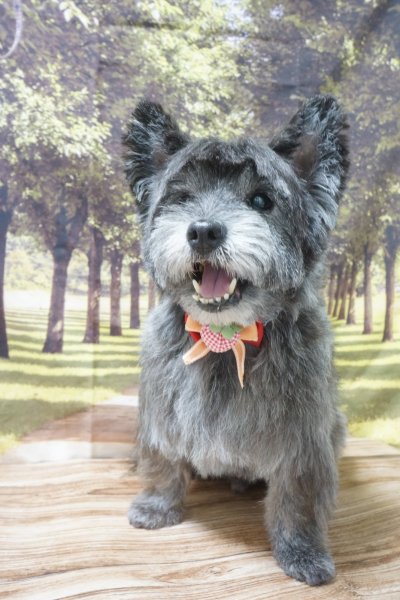 画像2: フォトグラフィーシート 緑の小道 (2)