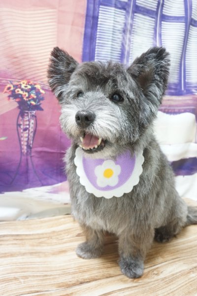 画像2: フォトグラフィーシート 光がさす部屋 (2)