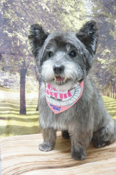 画像3: フォトグラフィーシート 緑の小道 (3)