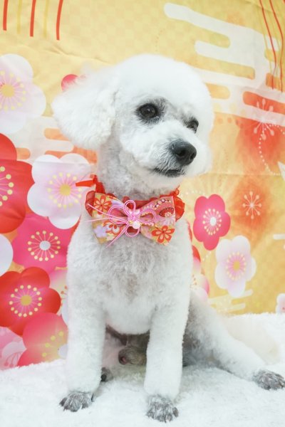 画像2: フォトグラフィーシート　水引 (2)