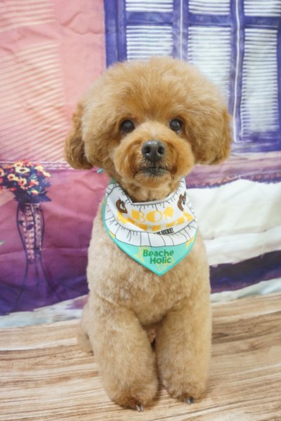 画像3: フォトグラフィーシート 光がさす部屋 (3)