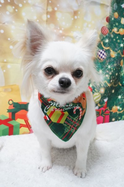 画像2: フォトグラフィーシート プレゼント (2)