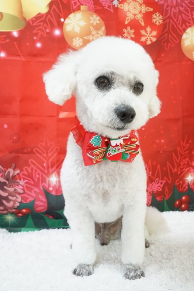 画像2: フォトグラフィーシート　ベル (2)