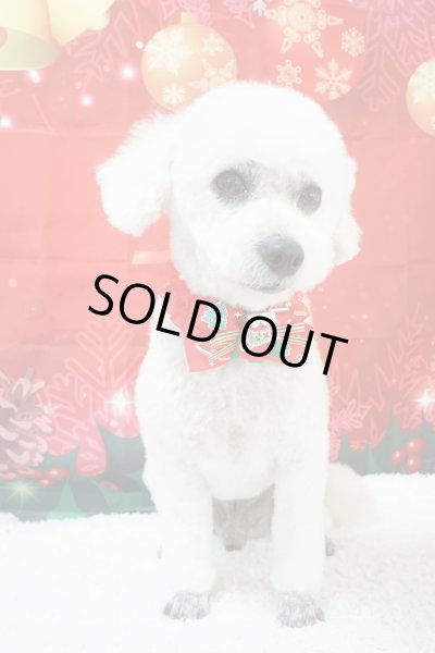 画像2: フォトグラフィーシート ベル (2)