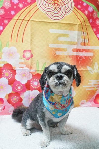 画像3: フォトグラフィーシート　水引 (3)