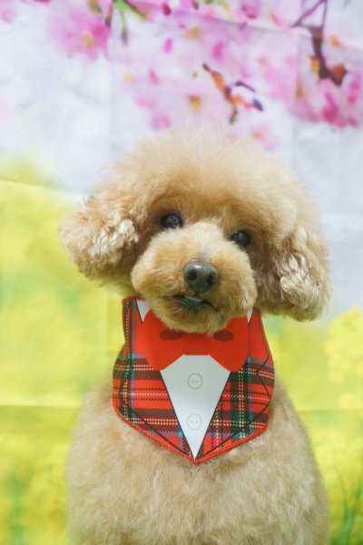 画像2: デザインバンダナ 蝶ネクタイ 10枚セット (2)