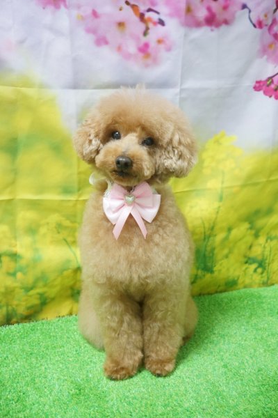 画像6: フォトグラフィーシート 桜と菜の花 (6)