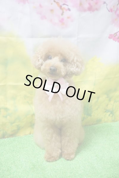 画像6: フォトグラフィーシート　桜と菜の花 (6)