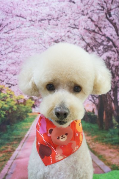 画像3: フォトグラフィーシート 桜並木 (3)