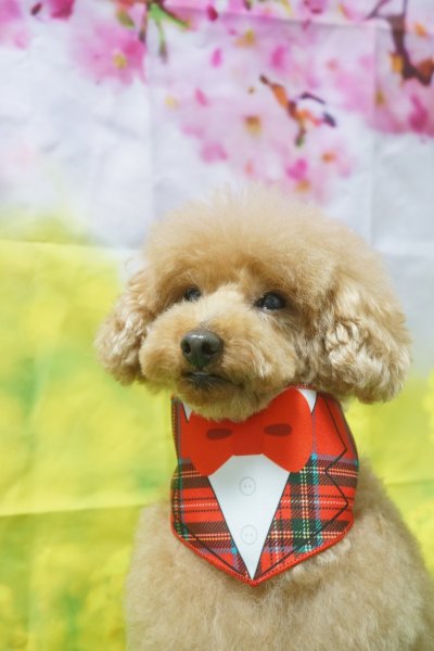 画像5: フォトグラフィーシート 桜と菜の花 (5)