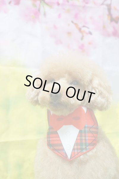 画像5: フォトグラフィーシート　桜と菜の花 (5)