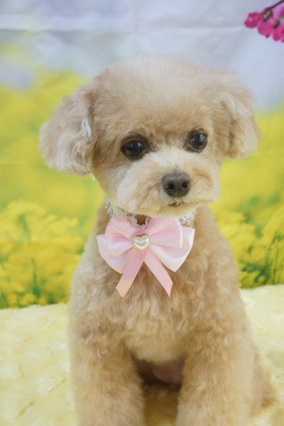 画像2: フォトグラフィーシート 桜と菜の花 (2)