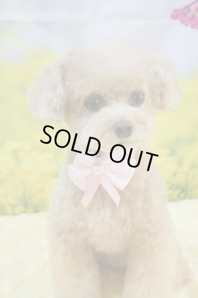 画像2: フォトグラフィーシート　桜と菜の花 (2)