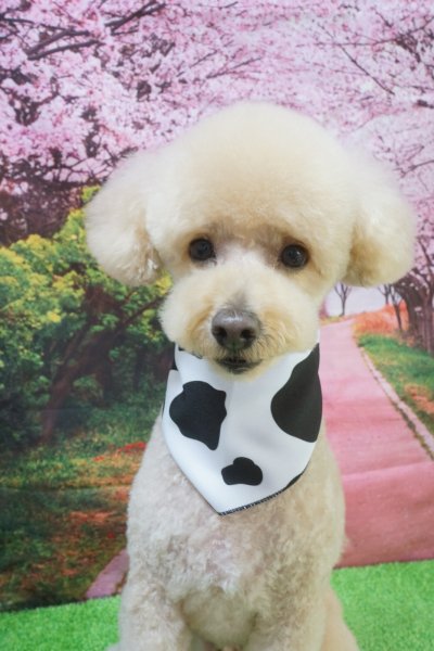 画像2: フォトグラフィーシート 桜並木 (2)