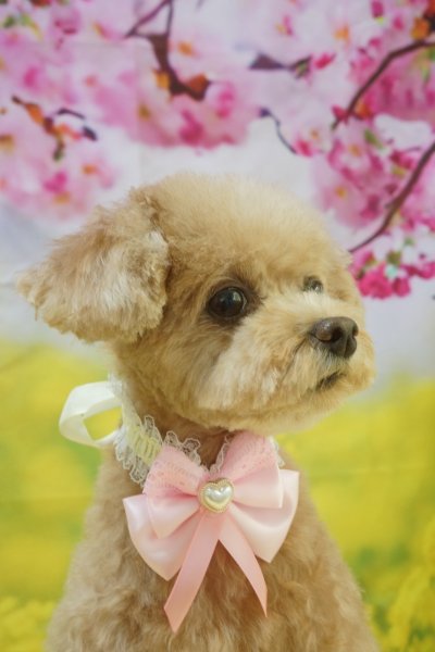 画像4: フォトグラフィーシート 桜と菜の花 (4)