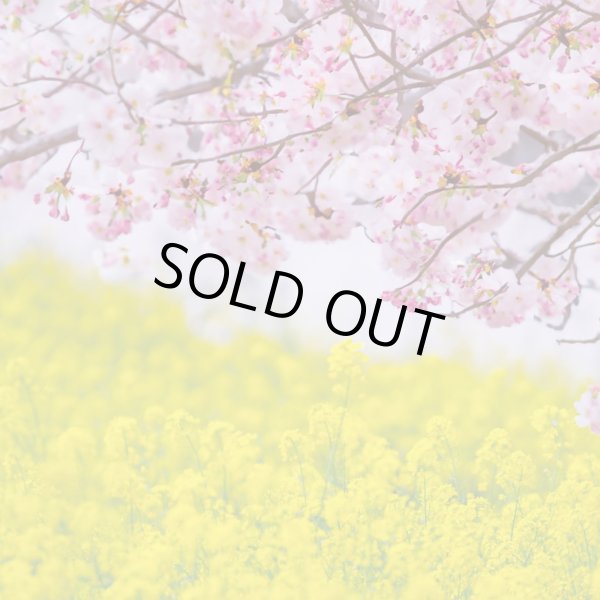 画像1: フォトグラフィーシート　桜と菜の花 (1)