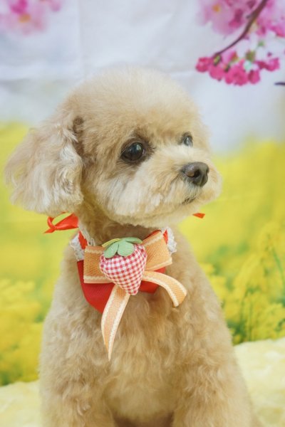 画像3: フォトグラフィーシート 桜と菜の花 (3)