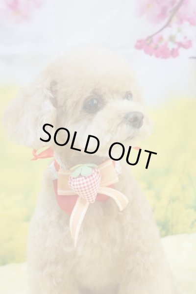 画像3: フォトグラフィーシート　桜と菜の花 (3)