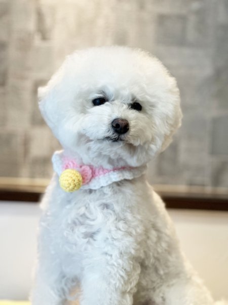 画像4: ニットカラー Mサイズ (4)