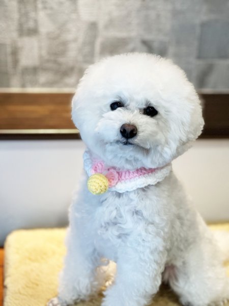 画像5: ニットカラー Mサイズ (5)