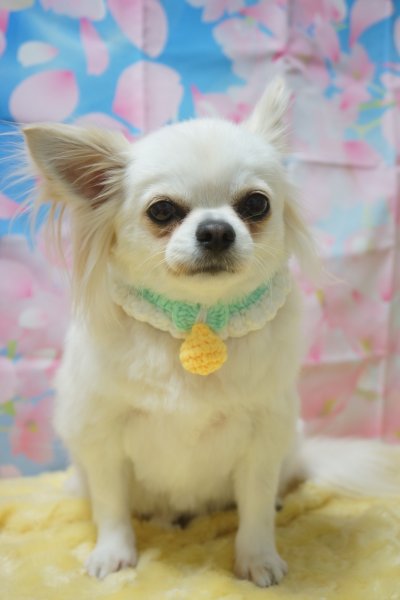 画像3: ニットカラー Mサイズ (3)