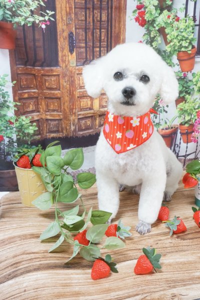画像4: デザインバンダナ お花といちご 10枚セット (4)