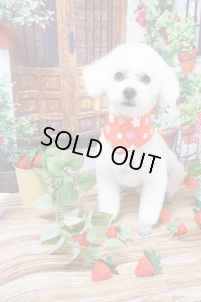 画像4: デザインバンダナ　お花といちご　１０枚セット (4)