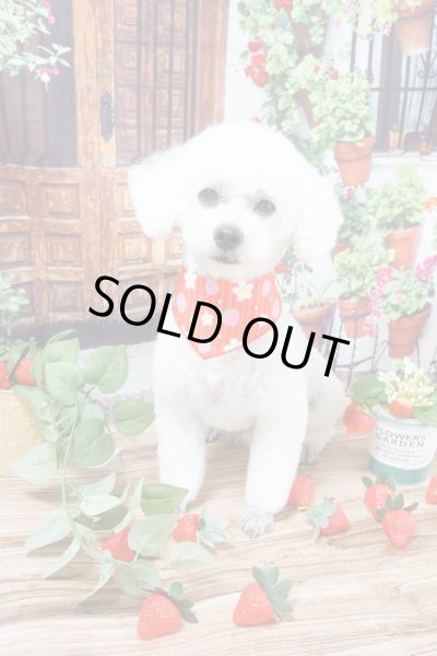 画像3: デザインバンダナ　お花といちご　１０枚セット (3)