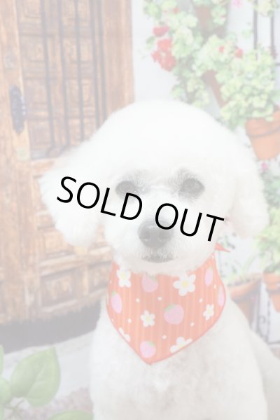 画像2: デザインバンダナ　お花といちご　１０枚セット (2)