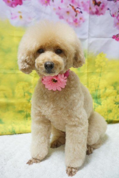 画像2: ガーベラチョーカー(結ぶタイプ)10本セット (2)