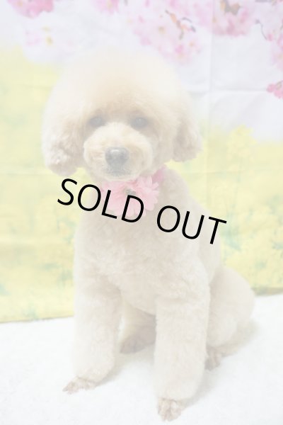 画像2: ガーベラチョーカー（結ぶタイプ）10本セット (2)