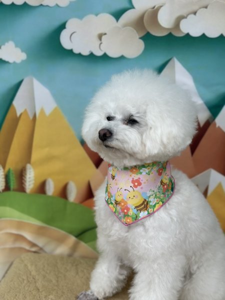 画像3: フォトグラフィーシート　山と気球 (3)